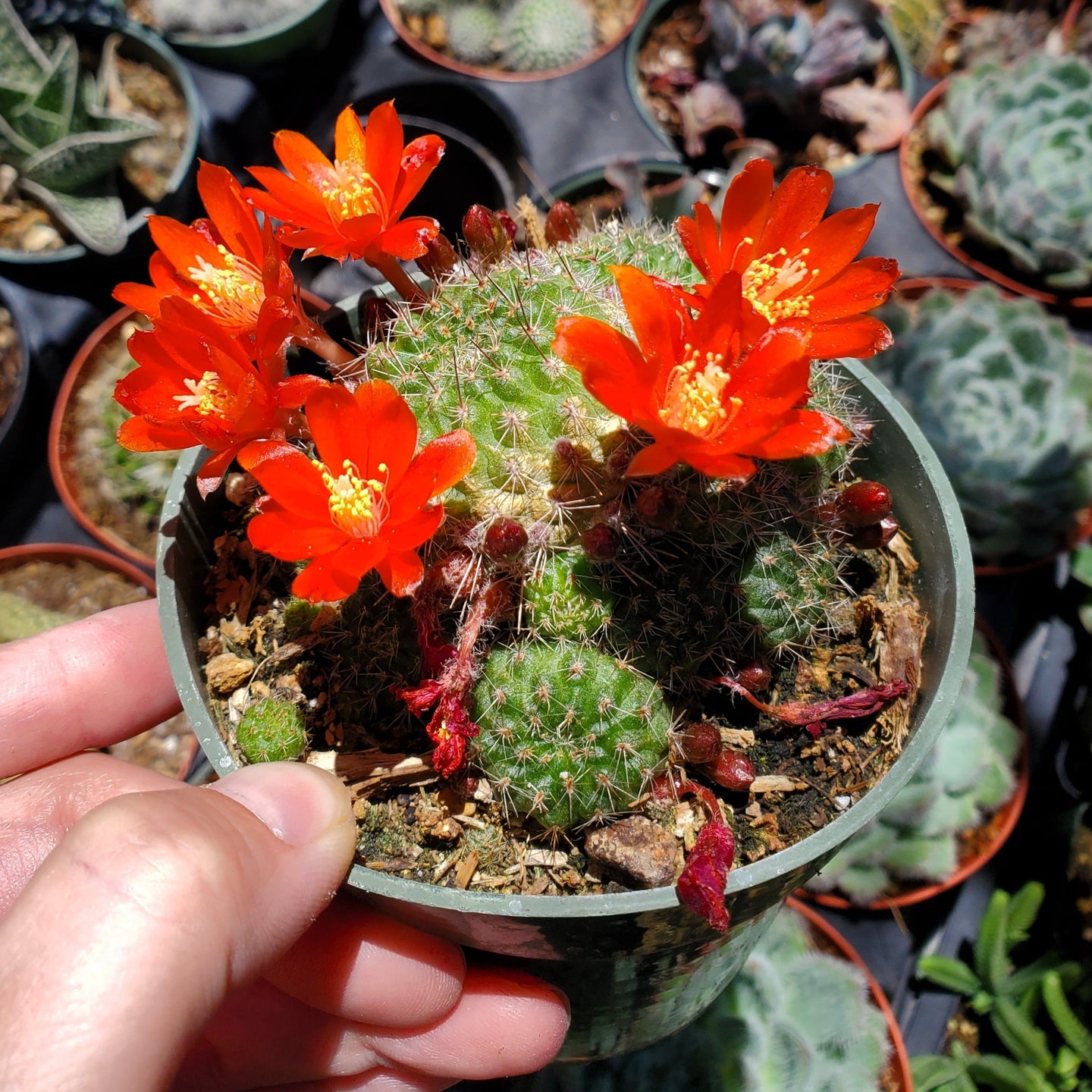 Rebutia fiebrigii var. donaldiana 'Donald's Red Crown Cactus'